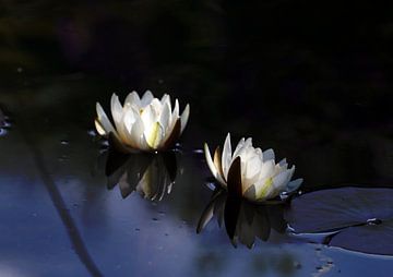 Waterlilies in the moonlight by Roswitha Lorz