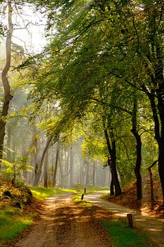 Beech tree forest landscape during a foggy autumn morning