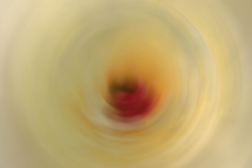 Das Herz einer Blume von Foto Studio Labie