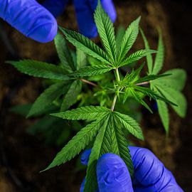 Cannabis Flower by Poster Art Shop