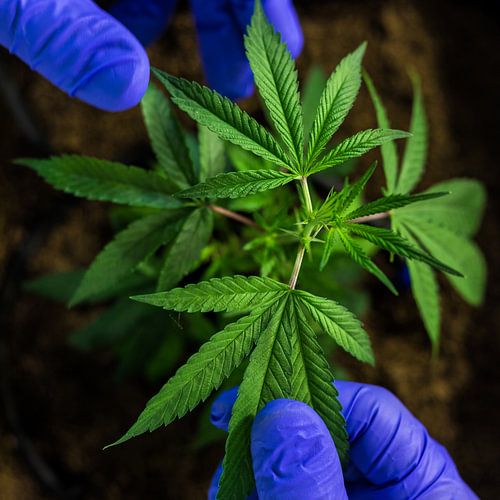 Cannabisbloem