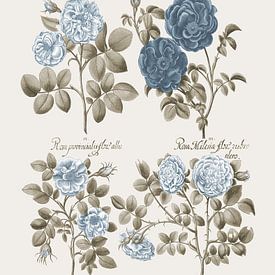 Basilius Besler-Krautrose Provincis-Rose Apothekerrose et al von finemasterpiece