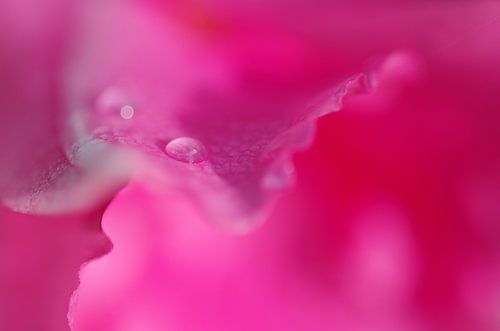 What? Sundaville Macrofotografie