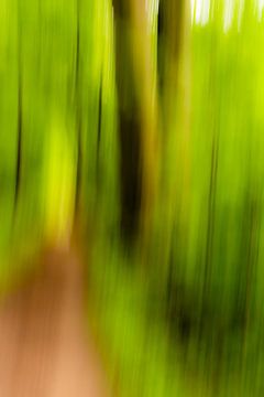 Arbres abstraits au printemps dans une forêt avec un chemin forestier estompé sur Dieter Walther