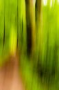 Atmospheric abstract trees in spring in forest with forest path blurring by Dieter Walther thumbnail