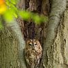 Tawny owl is resting in a tree. by Rob Christiaans