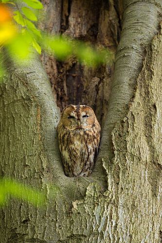 Tawny owl is resting in a tree.