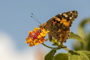 Schmetterling auf orangen Blüten
