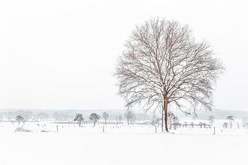 Verschneite Landschaft mit einem Baum