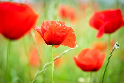 Red poppy field