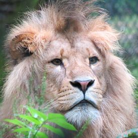 MeeJ FotoGrafie photo de profil