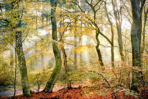 Herfstig by Lars van de Goor