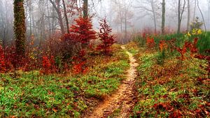 Der Wald 3