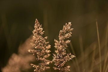tiges d'herbe avec le soleil couchant | art botanique sur Karijn | Fine art Natuur en Reis Fotografie
