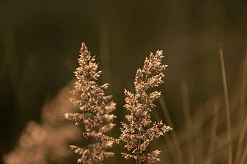 Grashalme mit untergehender Sonne | botanische Kunst