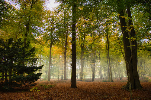 De adem van het bos