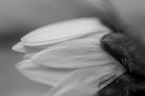 Art empilé d'une fleur
