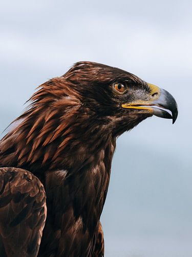 De blik van een zeearend