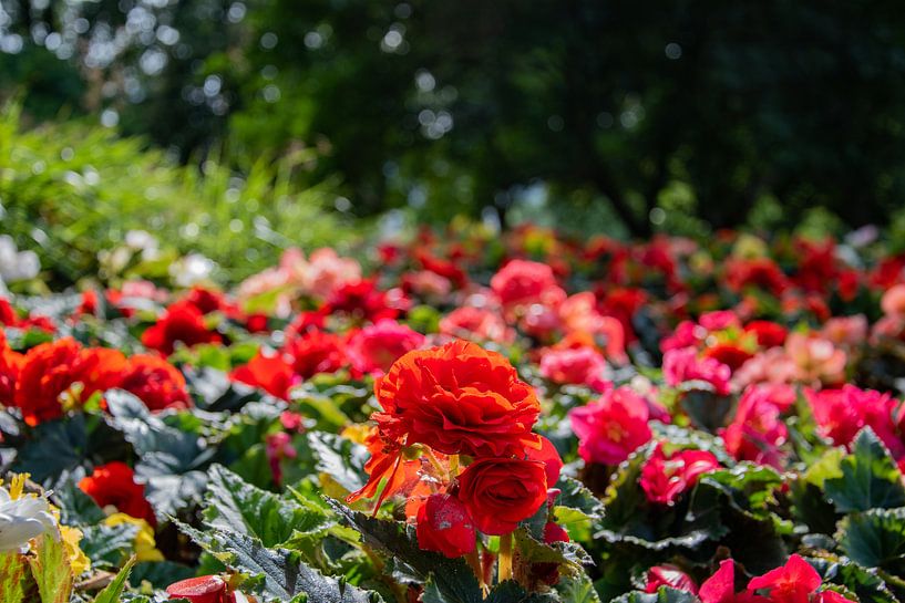 Die rote Blumenwiese von Joerg Keller