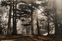 Brouillard de San Francisco