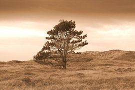 Der einsame Baum auf dem Feld