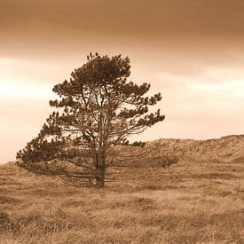 L'arbre solitaire dans le champ sur Jose Lok