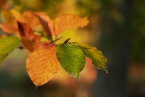 Autumn leaves by Truus Nijland