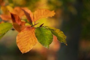 Feuilles d'automne