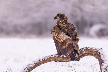 Zeearend, Haliaeetus albicilla. Roofvogels.