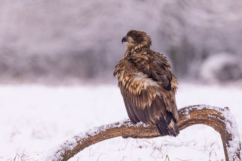 Bald eagle, Haliaeetus albicilla. Birds of prey. by Gert Hilbink