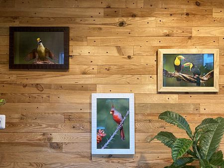 Great Kiskadee (Pitangus sulphuratus)