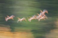 Geese in flight (abstract) by Hans Debruyne thumbnail