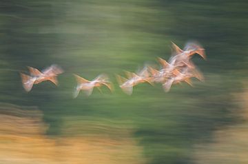 Geese in flight (abstract) by Hans Debruyne