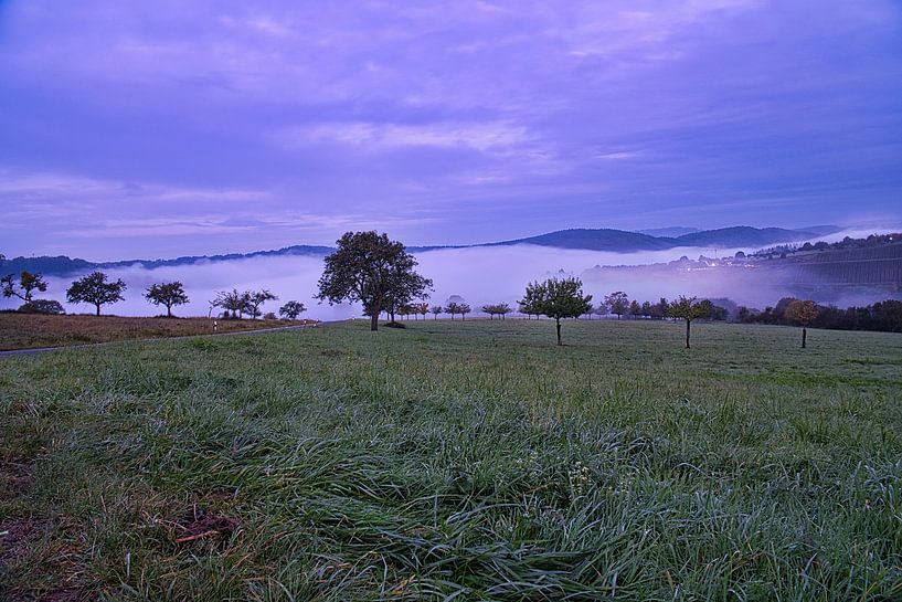 Boom in een weiland in de mist bij zonsopgang van Martin Köbsch