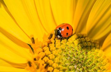 Close-up of yellow sunflower with ladybird beetle by Alex Winter