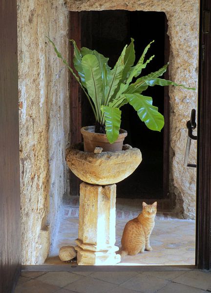 Rode Kater van Mr and Mrs Quirynen