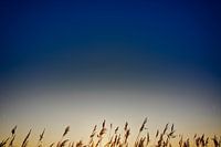 Riet bij zonsopkomst