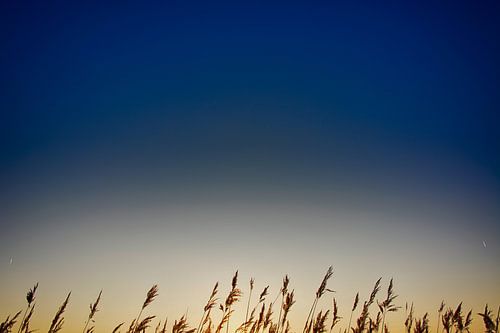 Riet bij zonsopkomst