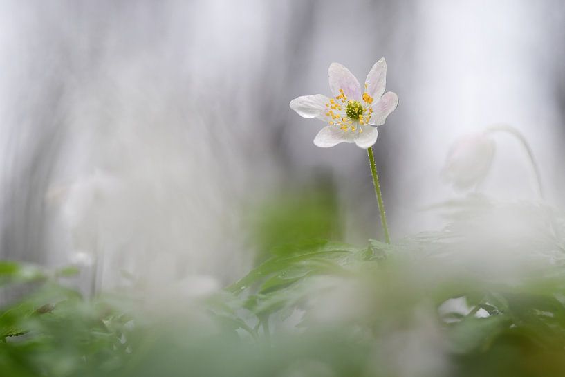 Wood anemone by Isabel Alba Gonzalez
