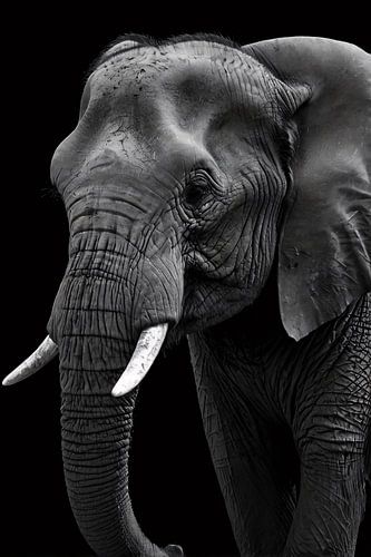 Prachtige zwart-wit foto van olifant