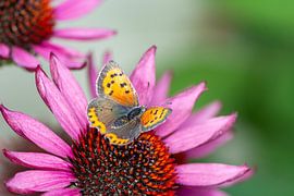 Macro of a small fire butterfly butterfly by ManfredFotos