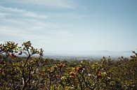 Uitzicht vanaf Kirstenbosch | Reisfotografie | Kaapstad, Zuid-Afrika van Sanne Dost thumbnail