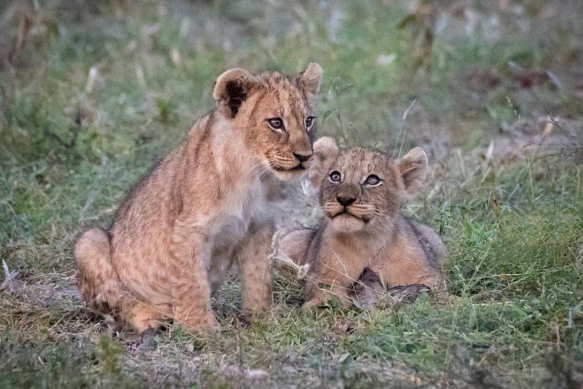 Speelse leeuwenwelpen  in de natuur van Afrika van Chi