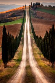 Cypress avenue Toscana by Poster Art Shop