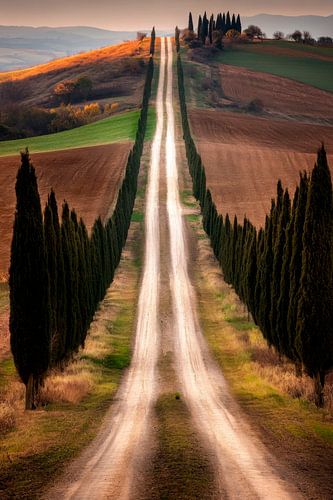 Zypressenallee Toscana