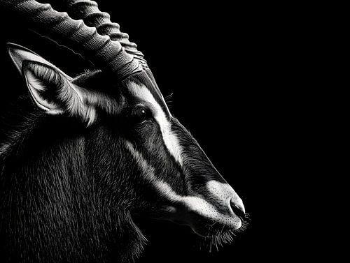 Een antilopebok in de schaduw – Elegante kracht