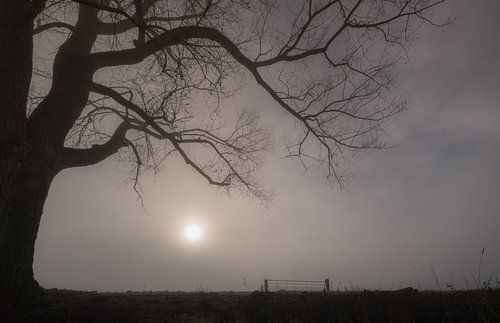 landschap met boom