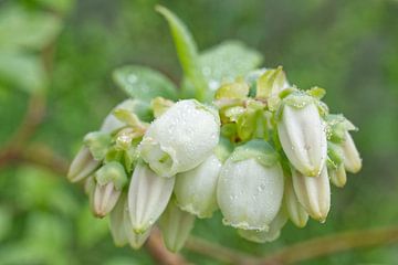 Heidelbeere BLossom Nach Regen in Grün von Iris Holzer Richardson