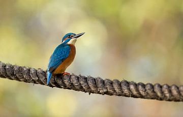 Kingfisher in Autumn colour on rope  by Rando Kromkamp