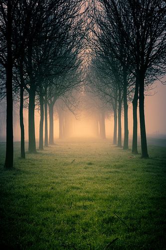 Laantje met bomen in de mist